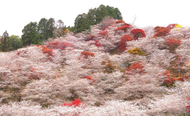 魅了される　四季桜の世界