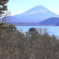 Photos: 松と本栖湖よりの富士山