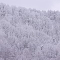 Photos: 蔵王の雪景色１