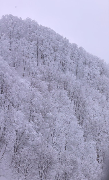 蔵王のロープウエイよりの木々の雪