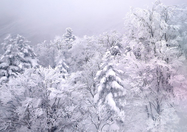 蔵王の木々の雪