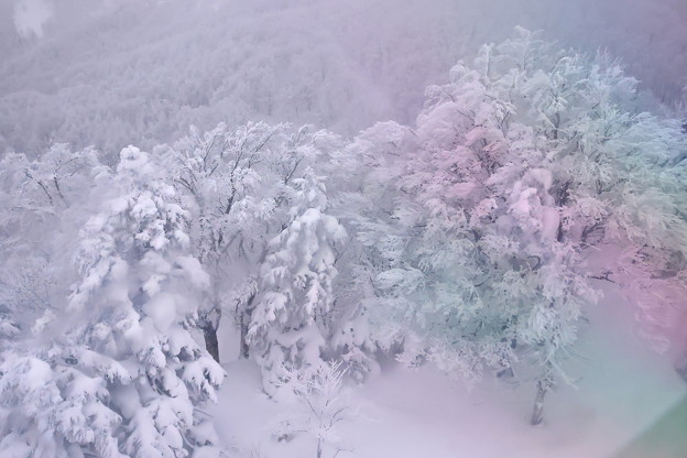 雪景色　蔵王の樹林２