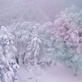 Photos: 雪景色　蔵王の樹林２