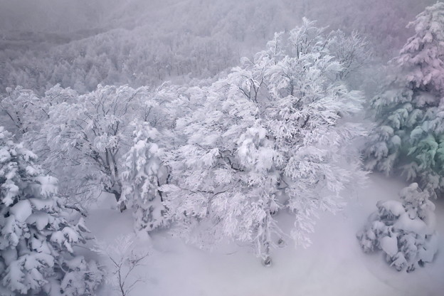 Photos: 蔵王の木々の積雪景色
