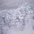 Photos: 蔵王の木々の積雪景色