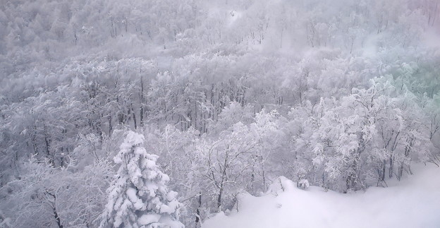 蔵王の木々の雪風景