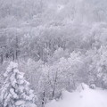 Photos: 蔵王の木々の雪風景