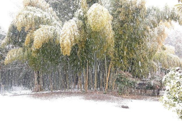 初雪降雪風景