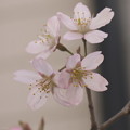 桜が咲き始める