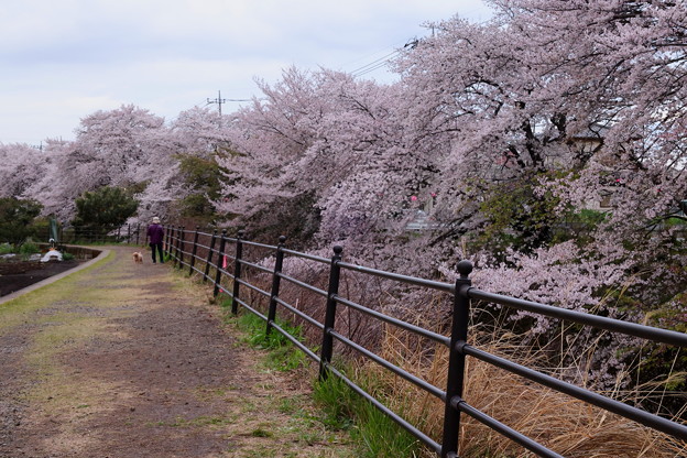 桜咲く　東川の遊歩道