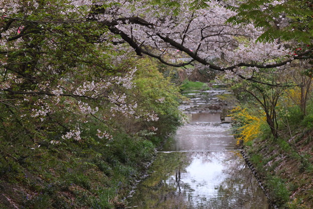 山吹と桜咲く東川
