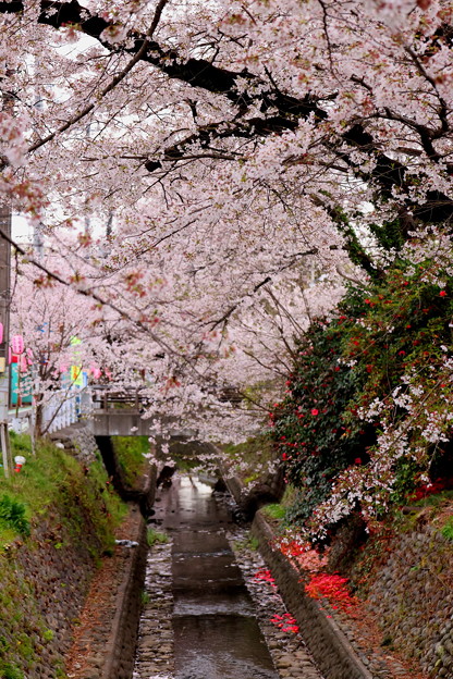 落下の椿と東川の桜