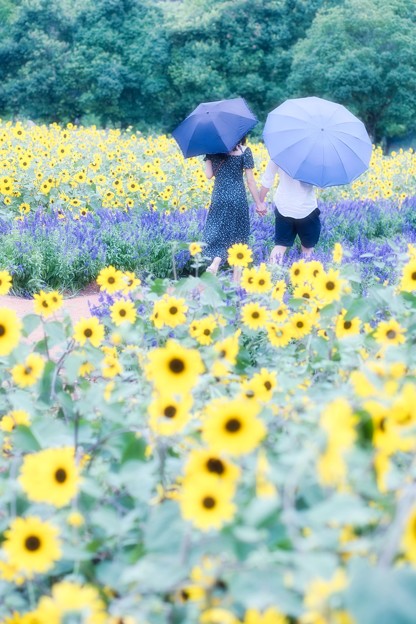 Photos: 日傘と
