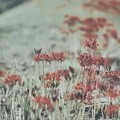 Photos: 赤い花