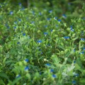 Photos: 青い花