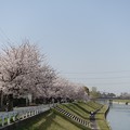 宝満川沿いの桜2