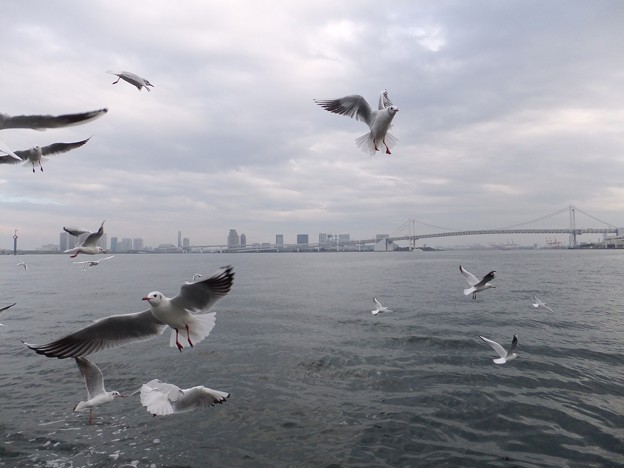 Photos: 東京1  レインボーブリッジとカモメ