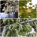 Photos: 木の実2   アオギリの花と実