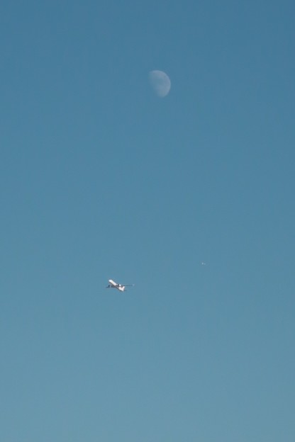 Photos: 月と飛行機