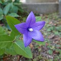 Photos: 庭の花1