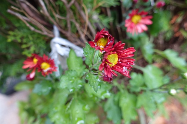 Photos: 庭の花　菊