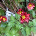 Photos: 庭の花　菊