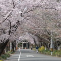松崎宿　桜の馬場　1