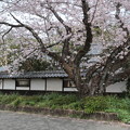 松崎宿　桜の馬場　2