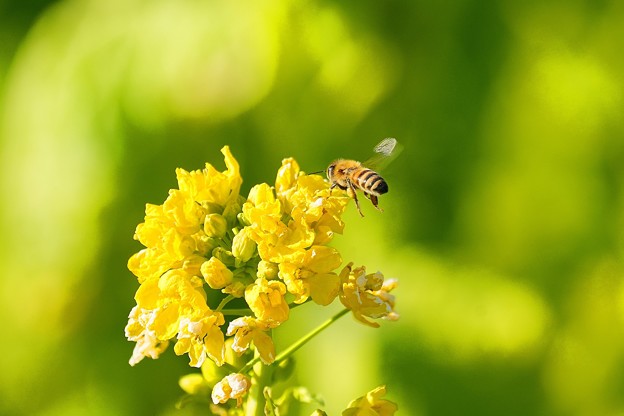 ミツバチと菜の花 (1)