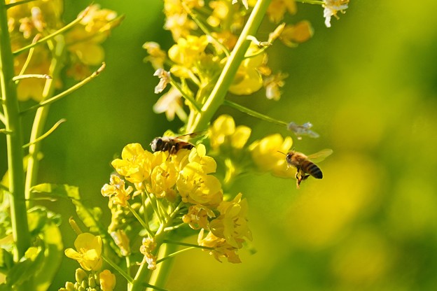 ミツバチと菜の花 (2)