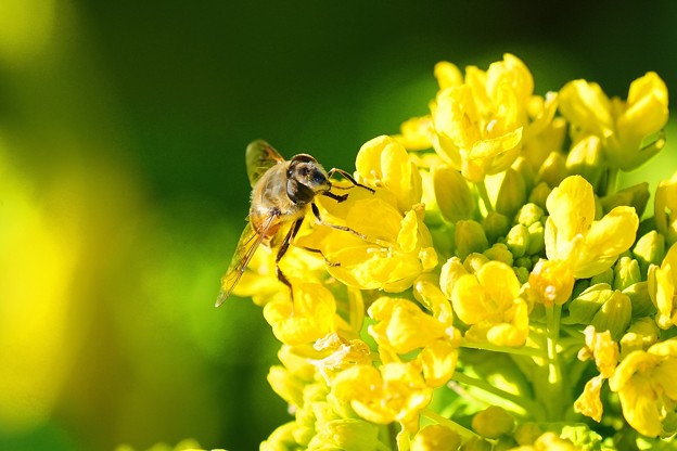 ミツバチと菜の花 (5)