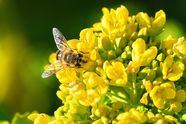 ミツバチと菜の花 (6)
