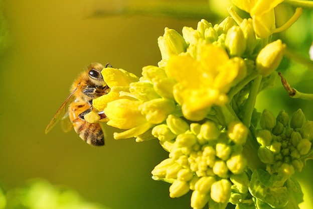 ミツバチと菜の花 (7)