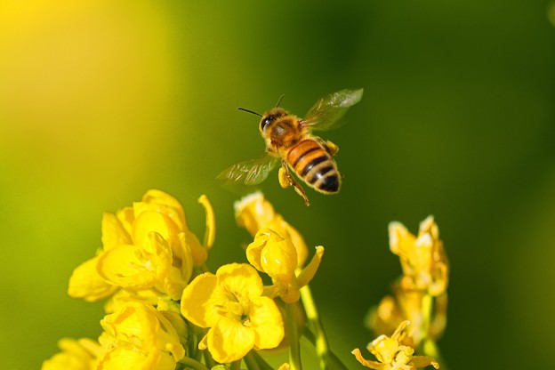 ミツバチと菜の花 (8)