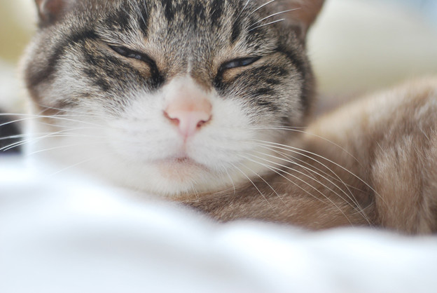 Photos: 眠そうな猫 01