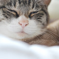 Photos: 眠そうな猫 01