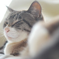 Photos: 眠そうな猫 03