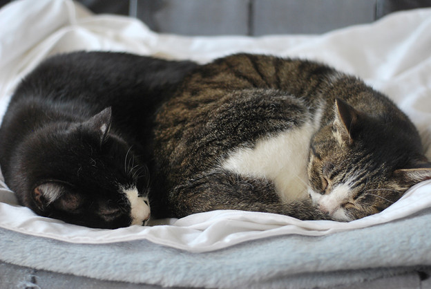 Photos: 眠る姉妹猫