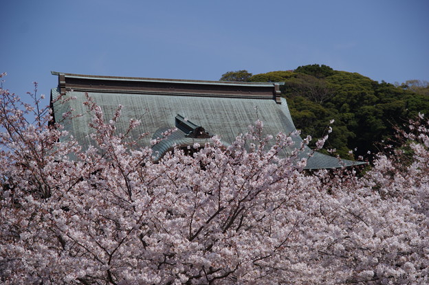 建長寺の桜を見たくて