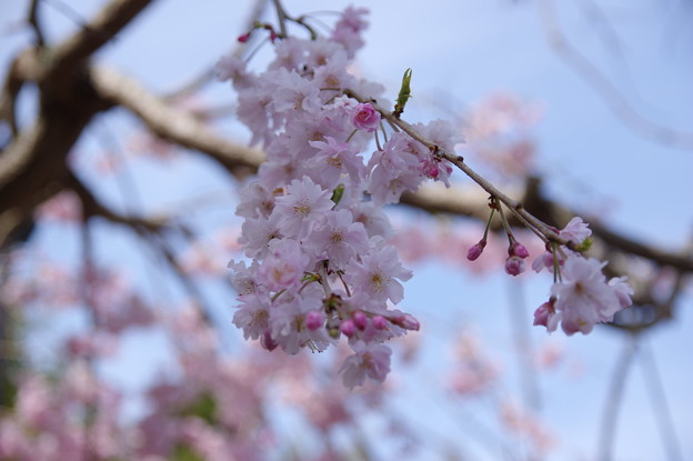 建長寺の桜を見たくて