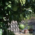 Photos: 近所の庭の果物