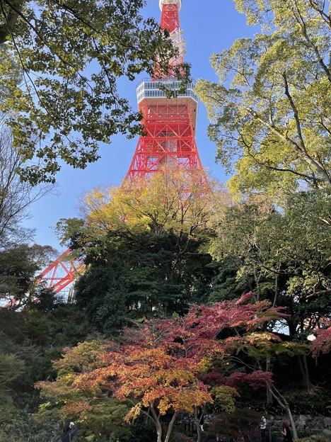 12月_東京タワー 5