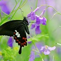 Photos: 蝶の季節がやって来た　ムラサキハナナにモンキアゲハ