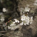 霞桜