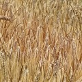 大麦の麦秋