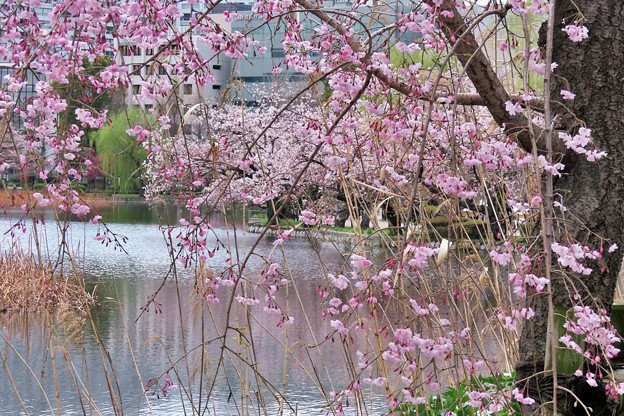 桜の不忍池