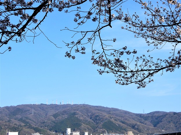 生駒山と桜 (1)