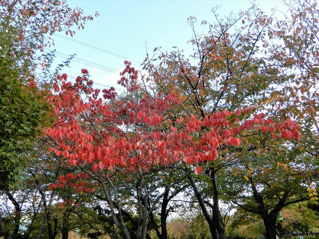花園中央公園のハナミズキの紅葉