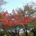 Photos: 花園中央公園のハナミズキの紅葉