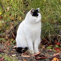Photos: 恩智川べの猫 (3)・白黒猫（オハグロ）